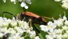 Stictoleptura rubra